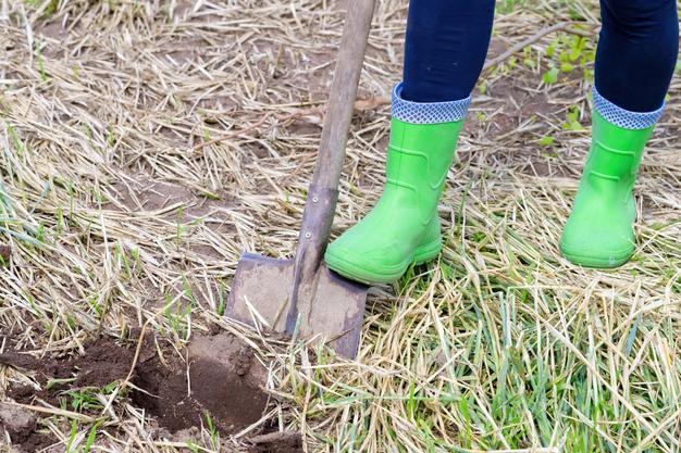 Le jardinier creuse le sol avec une pelle dans le concept d'agriculture de jardin