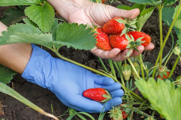 Le jardinier cueille des fraises mûres rouges fraîches sur le lit de jardin et les met sur sa paume