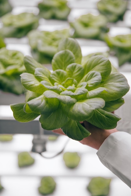 Jardinier de culture avec bouquet de laitue en serre