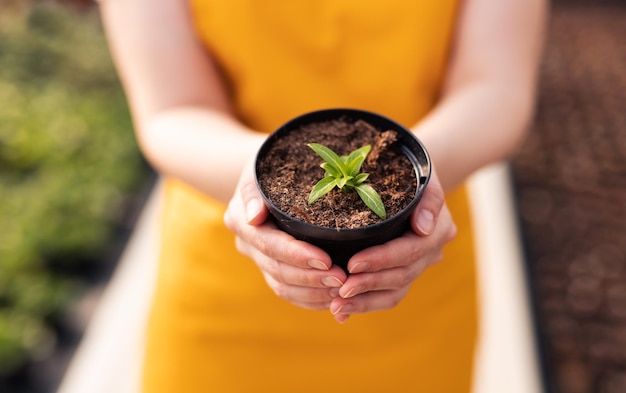 Photo jardinier de culture avec pousse en pot