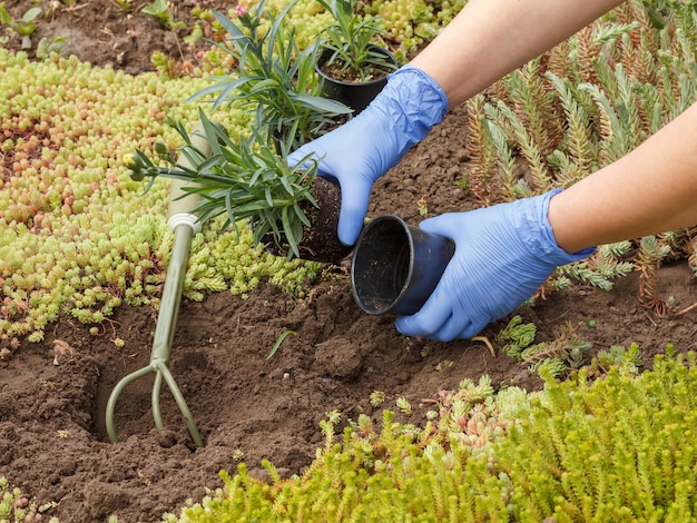 Le jardinier dans des gants de nitrile plante des fleurs de clou de girofle sur un lit de jardin à l'aide d'un petit râteau