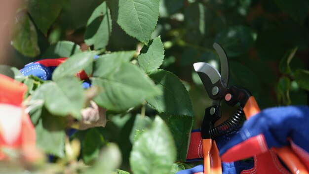 Jardinier dans des gants textiles taillant une branche de rose dans son jardin préparant des buissons de rose pour