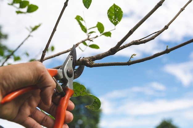 Jardinier élagage des arbres avec des cisailles sur la nature