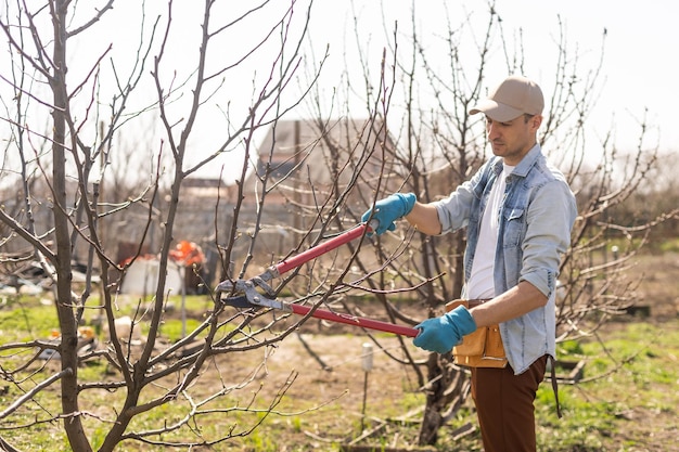 Jardinier élagage des arbres fruitiers avec un sécateur.