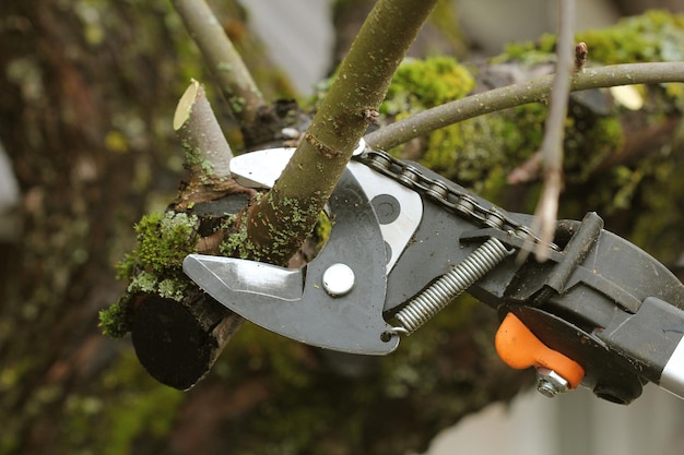 jardinier élagage vieil arbre avec sécateur