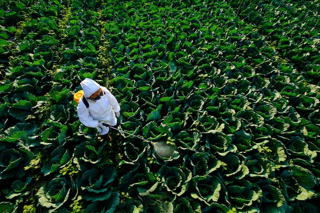 Jardinier femelle dans une combinaison de protection et un masque insecticide en spray et de la chimie sur une énorme usine de légumes chou