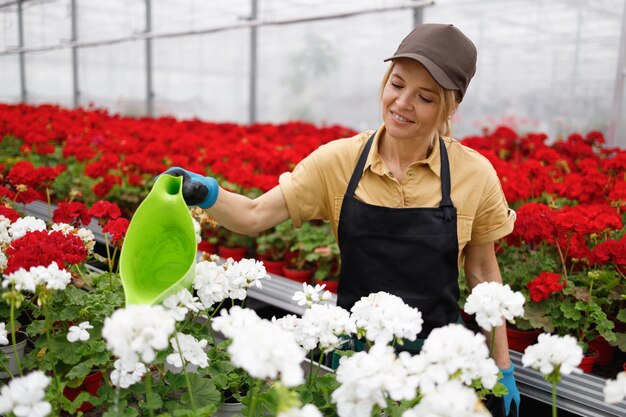 Jardinier féminin arrosant des fleurs de géranium dans sa serre chaude