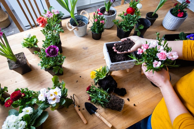 Le jardinier féminin plante une fleur dans un pot