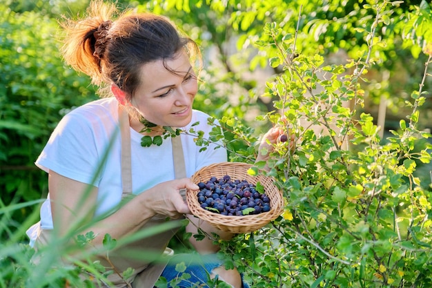 Jardinier femme souriante avec panier de groseilles mûres fraîches, buisson vert avec des baies sur fond de jardin ensoleillé. Saison estivale, agriculture agricole, aliments vitaminés bio sains