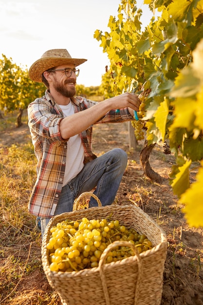 Jardinier gai récoltant des raisins à la ferme