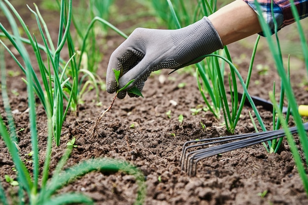 Jardinier en gants de désherbage de l'oignon dans le jardin avec râteau jardinage et soins des plantes jardinage et récolte des agriculteurs