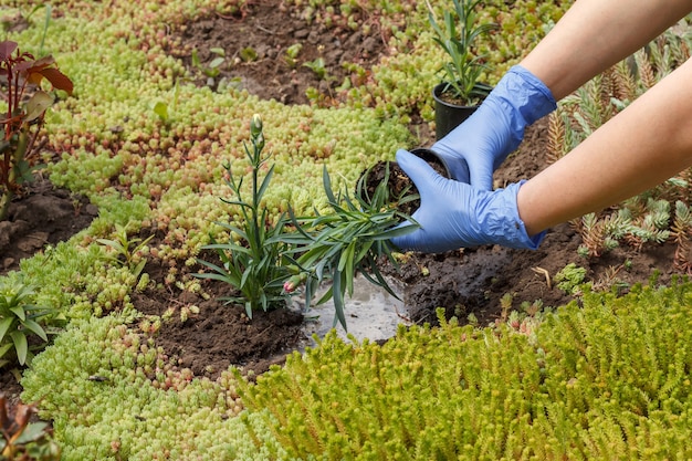 Jardinier en gants de nitrile plante des fleurs de clou de girofle sur un lit de jardin