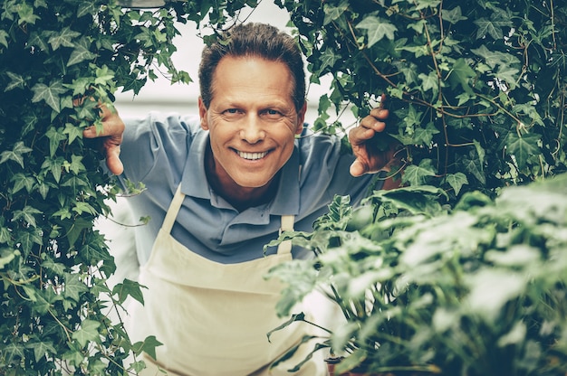 Photo jardinier heureux. bel homme mûr regardant à travers les plantes et souriant