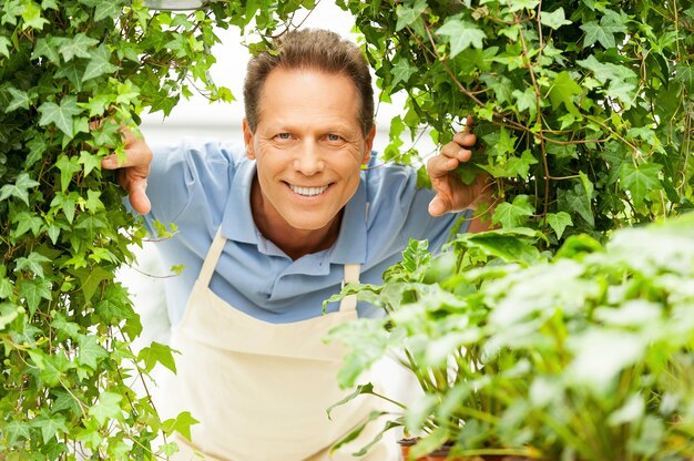 Jardinier heureux. Bel homme mûr regardant à travers les plantes et souriant