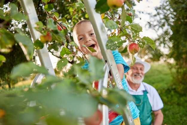 Jardinier Heureux En Regardant Son Petit-fils Debout Sur Une échelle Dans Le Jardin.