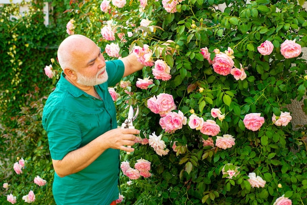 Jardinier homme senior en roses de coupe de jardin. Grand-père travaillant dans l'arrière-cour avec des fleurs de printemps.