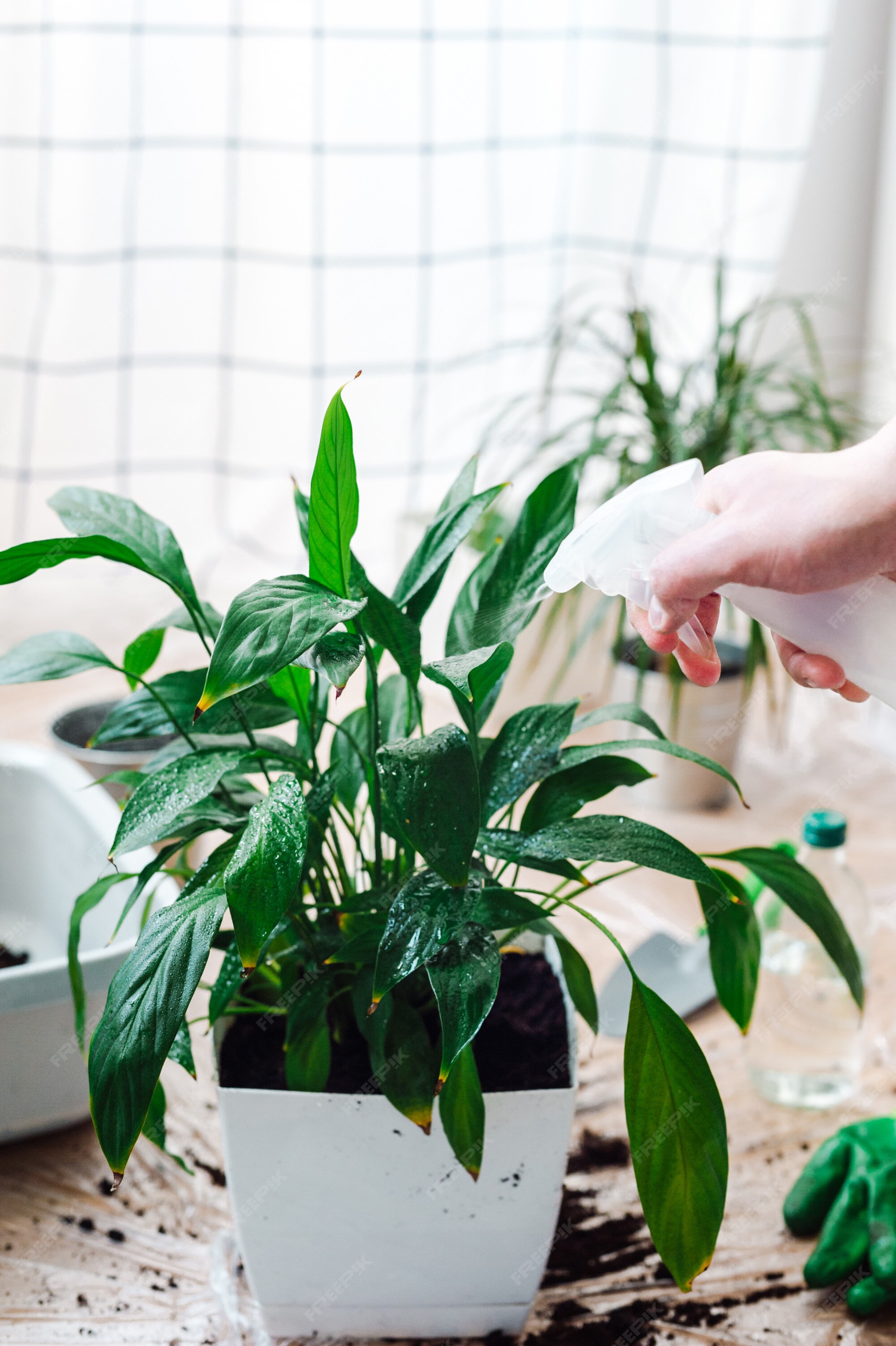 Jardinier Homme Transplantant Une Plante D'intérieur Spathiphyllum