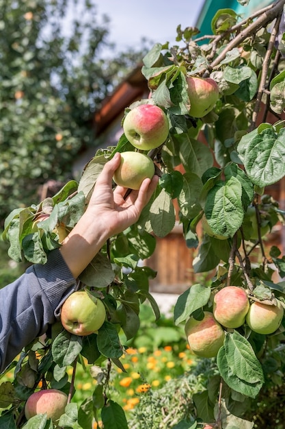 Un jardinier inspecte la maturation des pommes sur une branche d'un pommier