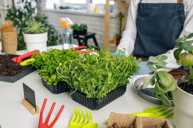 Jardinier méconnaissable de plus en plus de microgreens à l'intérieur close up