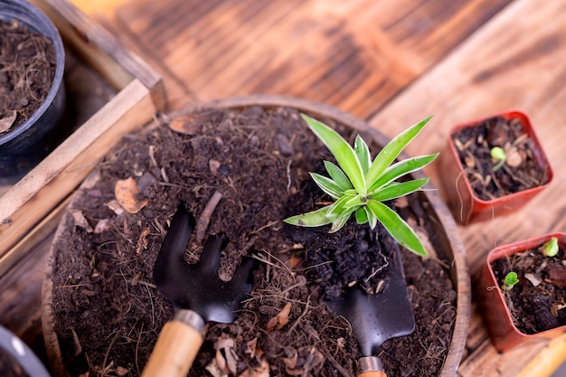 Jardinier plantant l'arbre et grandissant. Jardinage à la maison passe-temps nature et environnement. Détendez-vous et récréez pendant la saison des récoltes de printemps à la maison.