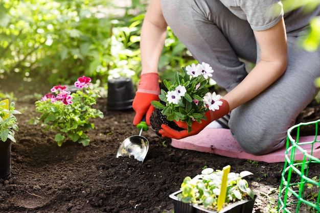 Jardinier plantant des fleurs dans le jardin, photo en gros plan.