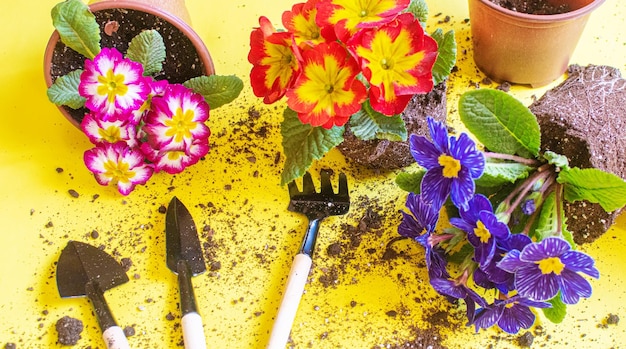 Le jardinier plante des fleurs dans le jardin Mise au point sélective nature