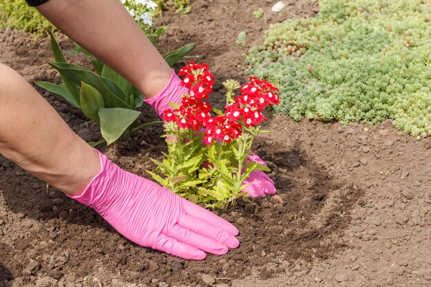 Le jardinier plante des fleurs de verveine rouge dans un lit de jardin