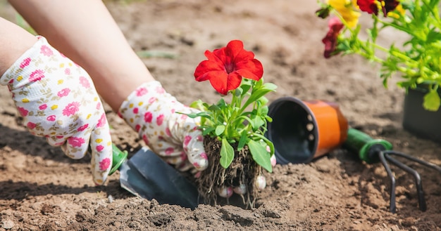 Le jardinier plante un jardin fleuri. Mise au point sélective.