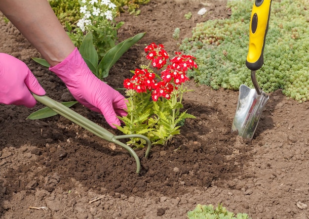 Le jardinier plante la verveine dans un sol dans un lit de jardin