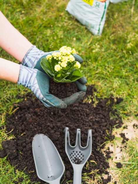 Jardinier portant des semis à planter dans le sol