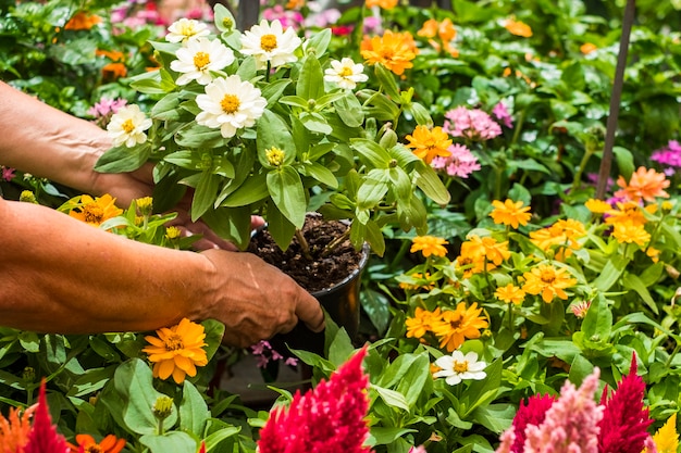 Un jardinier s'occupe des fleurs épanouies. Deux mains féminines prennent un vase de marguerites