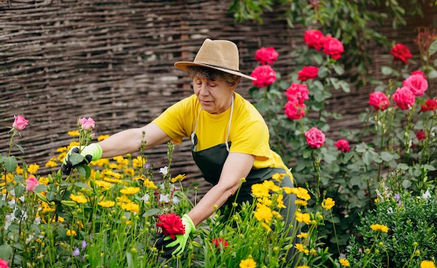 Jardinier senior femme dans un chapeau travaillant dans sa cour et taillant des fleurs avec des sécateurs Le concept de jardinage cultivant et prenant soin des fleurs et des plantes