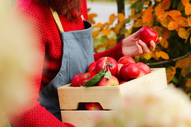 Le jardinier en tablier tient des pommes mûres rouges brillantes dans une boîte au verger. Beaucoup de pommes rouges juteuses dans la boîte en bois. petite entreprise