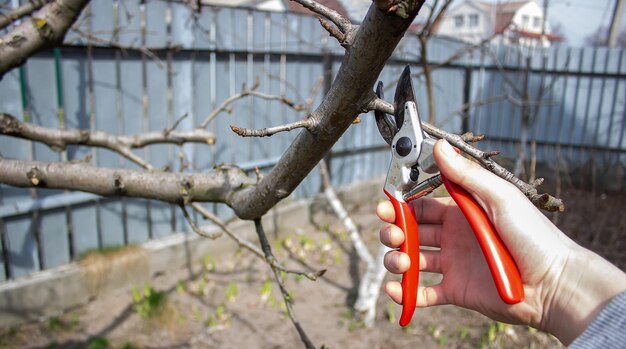 Jardinier taillant des arbres fruitiers avec un sécateur