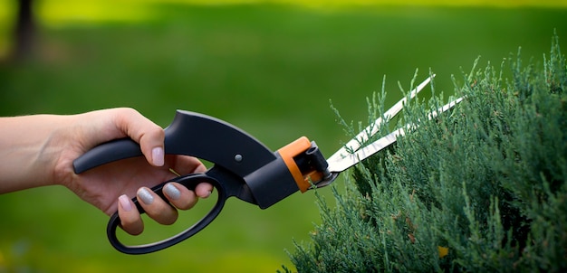 Le jardinier taille le conifère avec de grands ciseaux.