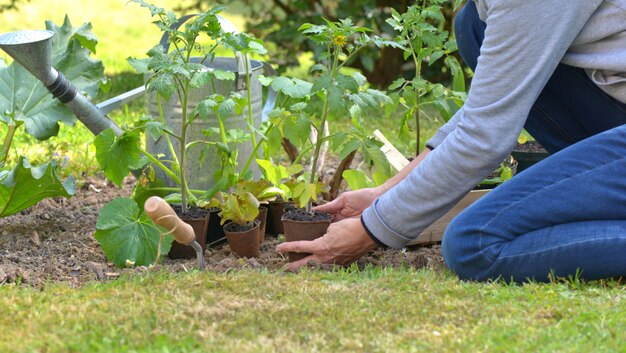 Photo jardinier tenant un semis de tomate à planter dans le jardin