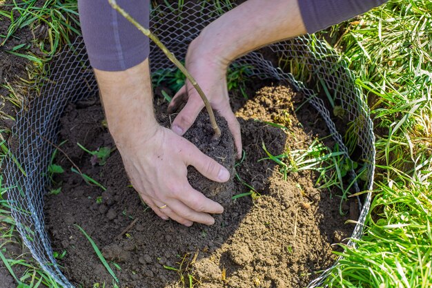 Le jardinier tient dans ses mains une motte de terre avec un jeune arbre d'un jeune arbre plantant et poussant