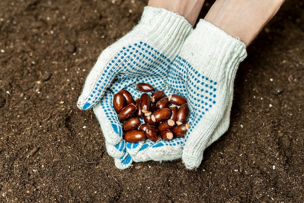 Le jardinier tient des graines de légumes pour le planter