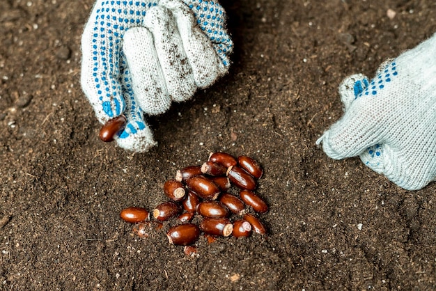 Le jardinier tient des graines de légumes pour le planter