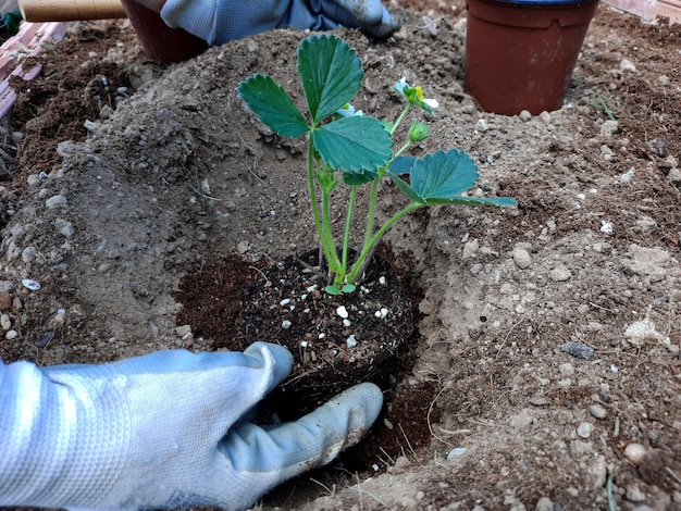 Jardinier transplantant un fraisier