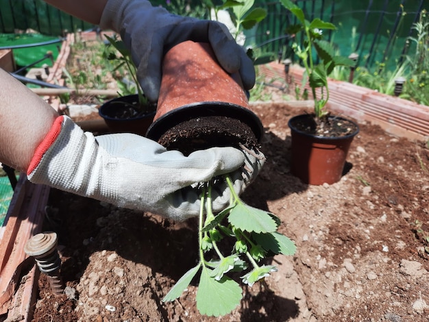 Jardinier travaillant dans le potager et plantant un pot de fraises