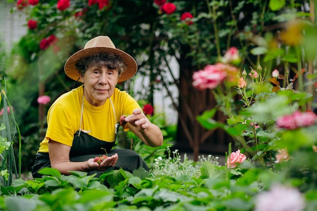 Une jardinière âgée dans un chapeau travaille dans sa cour et cultive et récolte des fraises Le concept de jardinage et de culture de fraises