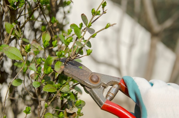 Jardinière coupe à la main avec des ciseaux les semis de brousse