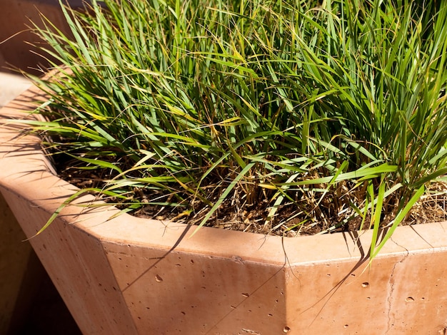 Jardinière avec graminées ornementales.