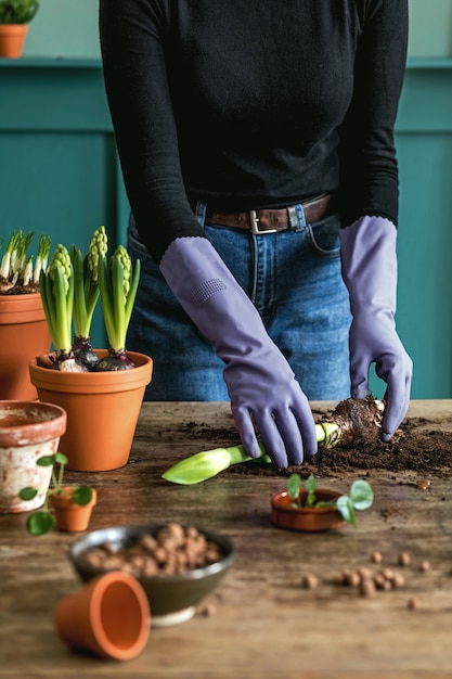 Une jardinière transplante de belles plantes, des cactus, des plantes succulentes dans des pots en céramique et prend soin des fleurs de la maison sur la table en bois rétro pour son concept de jardin familial.