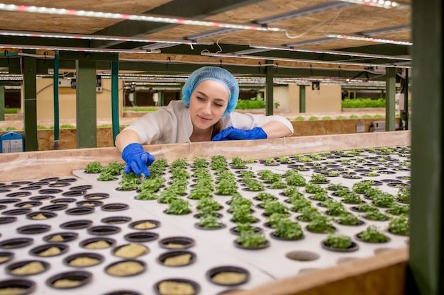 Les jardinières gardent la verdure à la ferme hydroponique et observent méticuleusement la végétation de croissance avant de la livrer au client.