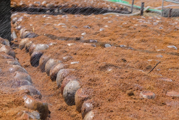 Les jardiniers arrosent dans les plantations de parfums de noix de coco pour les races