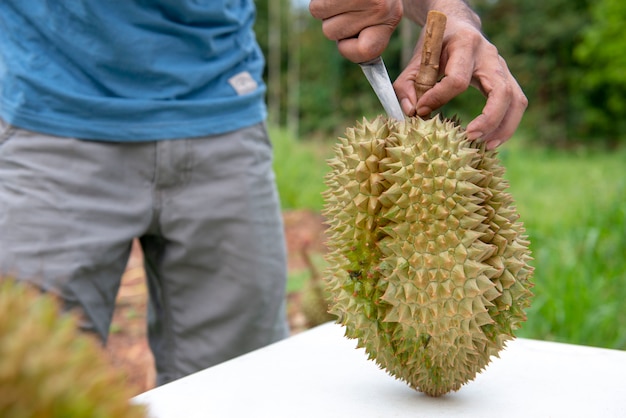 Les jardiniers couvrent le durian. Le jaune est beau à manger.