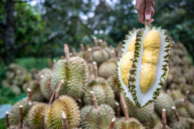 Les jardiniers couvrent le durian. Le jaune est beau à manger.