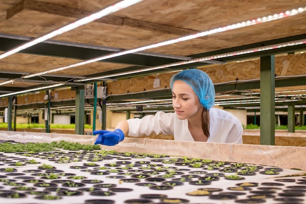 Les jardiniers gardent la verdure à la ferme hydroponique et observent méticuleusement la verdure de croissance avant de la livrer au client